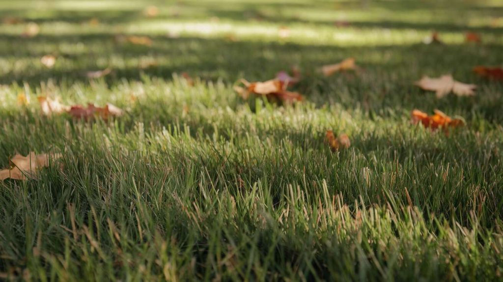 Scarifier sa pelouse en automne : le secret d&rsquo;un gazon parfait qui étouffe la mousse