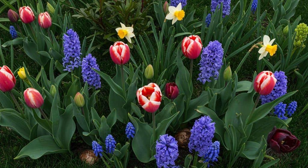 Pourquoi les experts déconseillent de tailler le feuillage des bulbes, c'est un piège