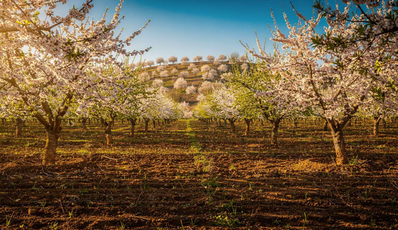 Choisir le bon emplacement et le type de sol pour l'amandier