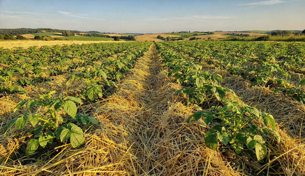 Techniques de paillage : conseils pratiques