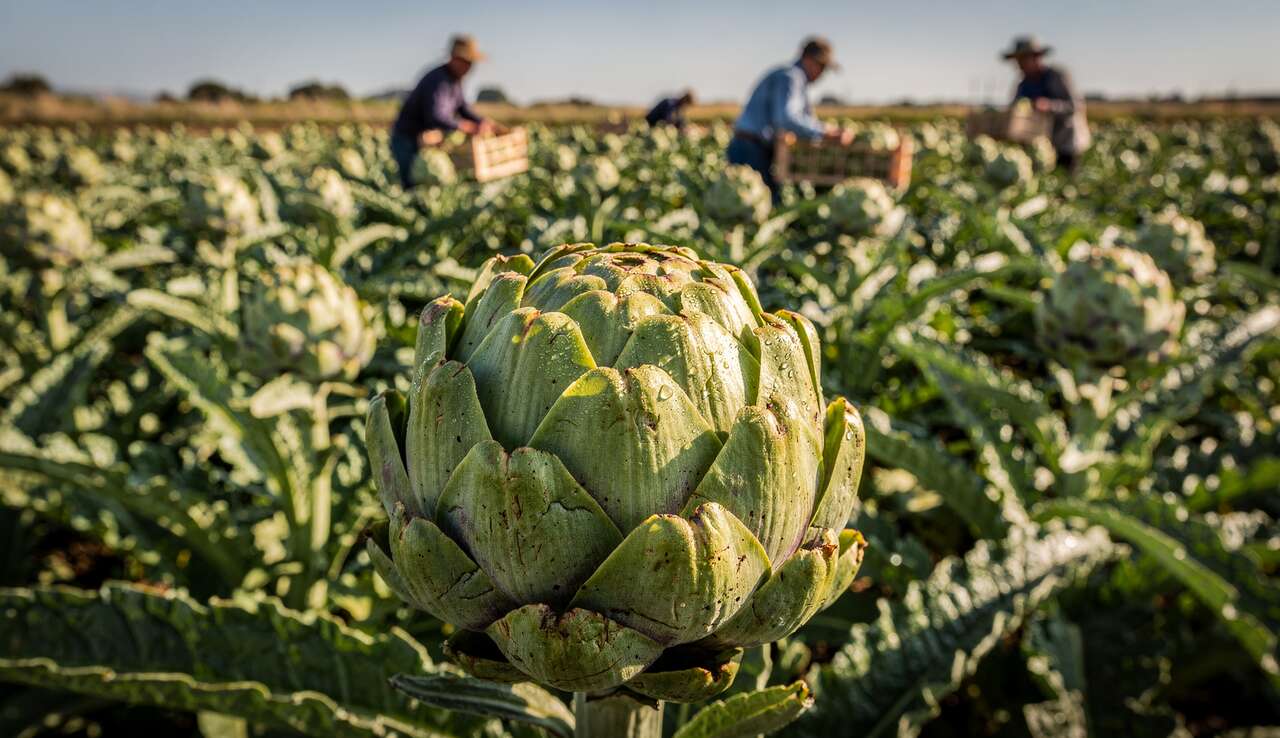 Conditions id&eacute;ales pour cultiver des artichauts