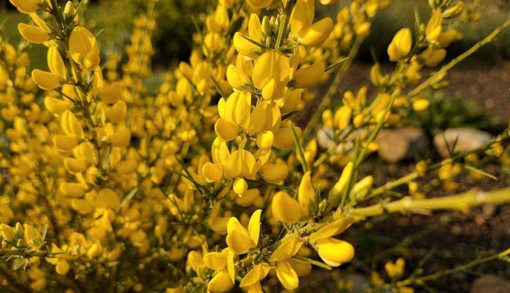 Genêt : taille, culture et entretien efficace