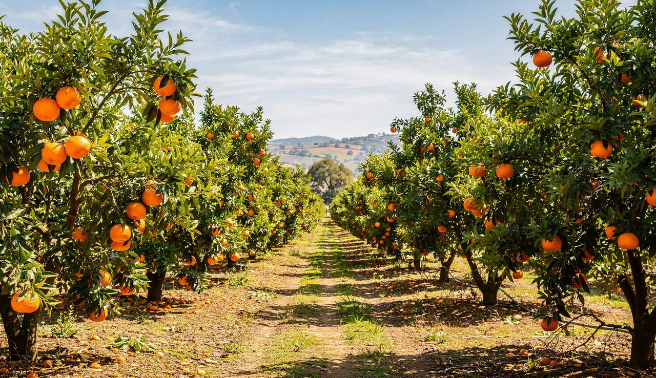 Description de l'oranger