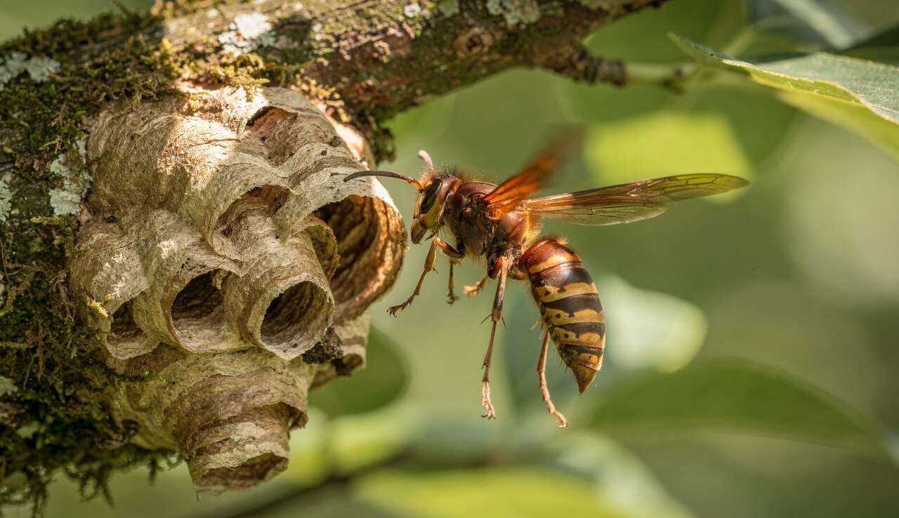 Identification du frelon asiatique Identification du frelon asiatique