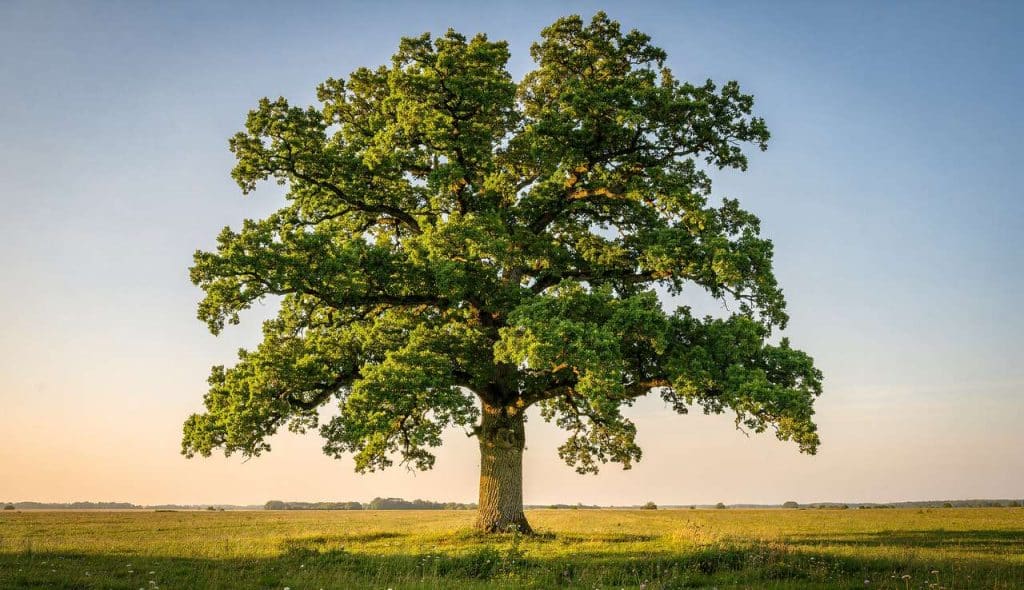 Planter, tailler et Ă©laguer un chĂȘne : guide complet