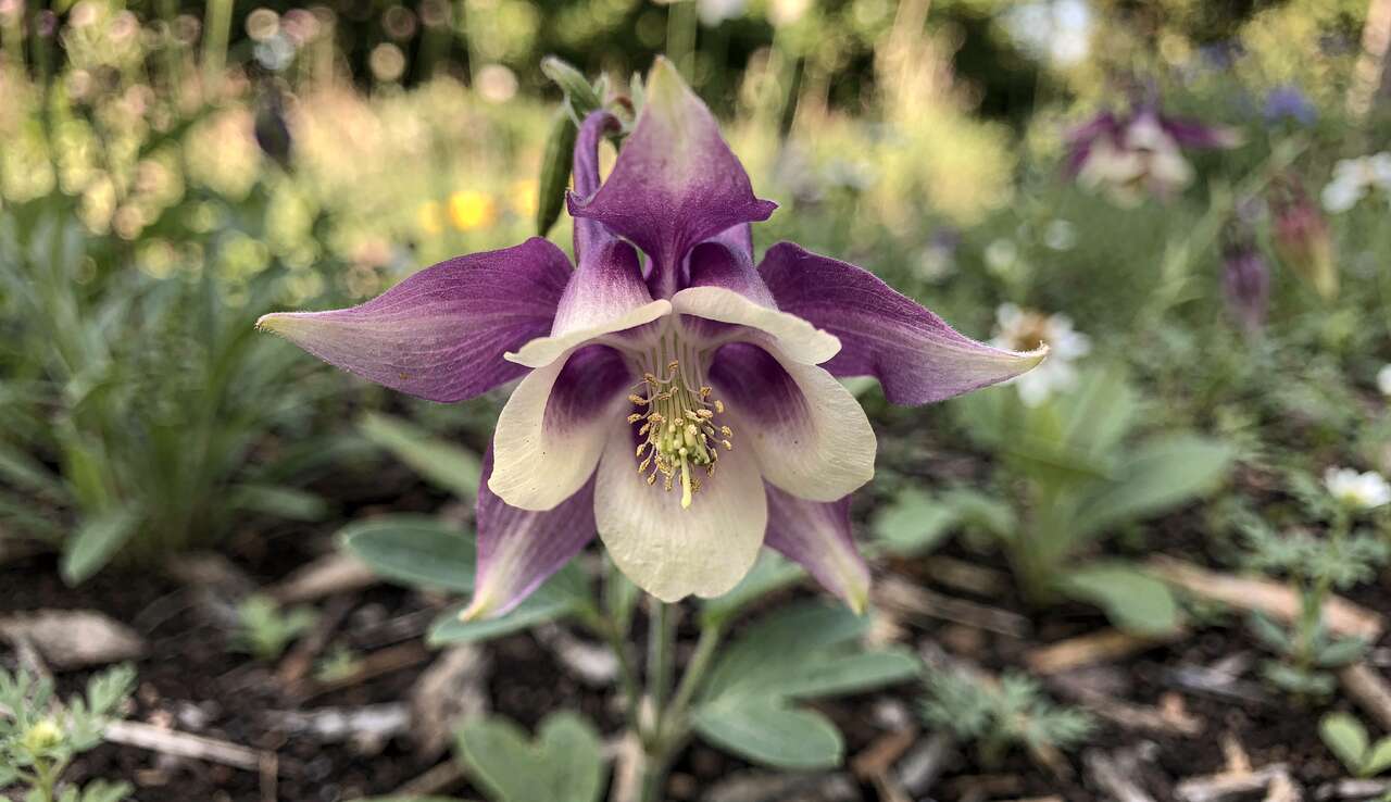 Conseils d'entretien pour une ancolie resplendissante Conseils d'entretien pour une ancolie resplendissante