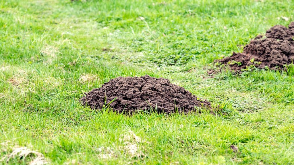 Taupes et taupinières : comment identifier les signes de présence dans votre pelouse