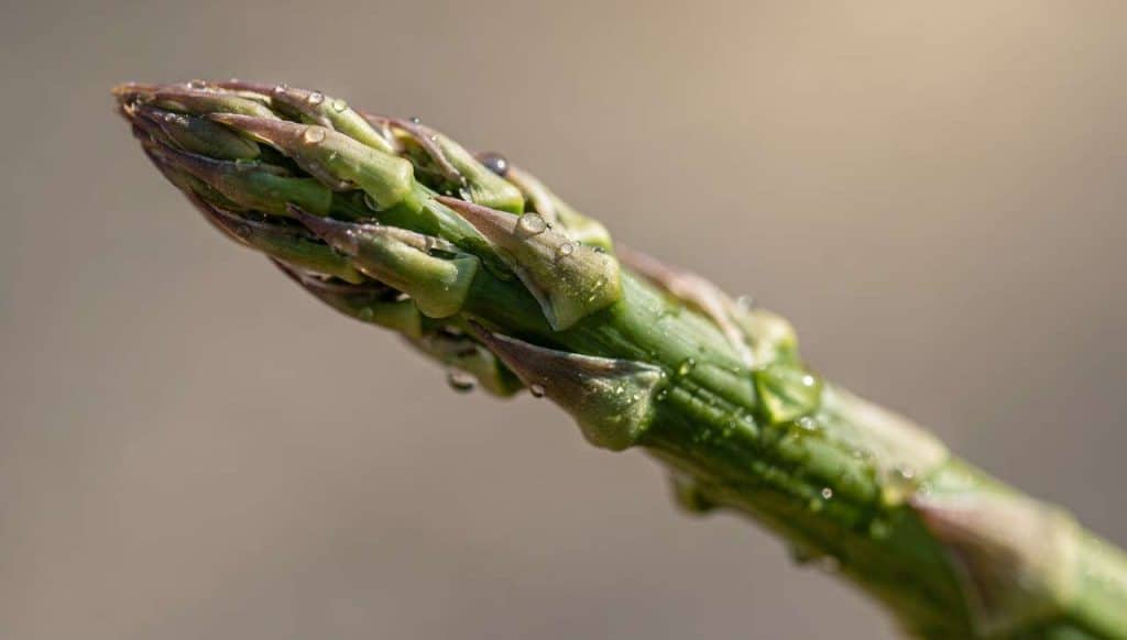Asperge : bienfaits et Vertus pour la Santé