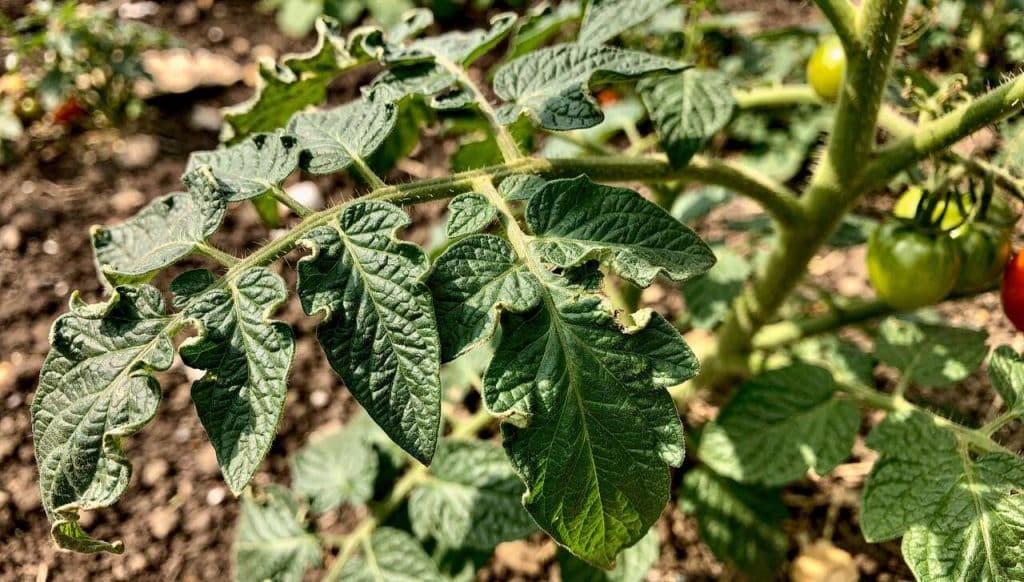 Enroulement des feuilles de tomates : causes et solutions