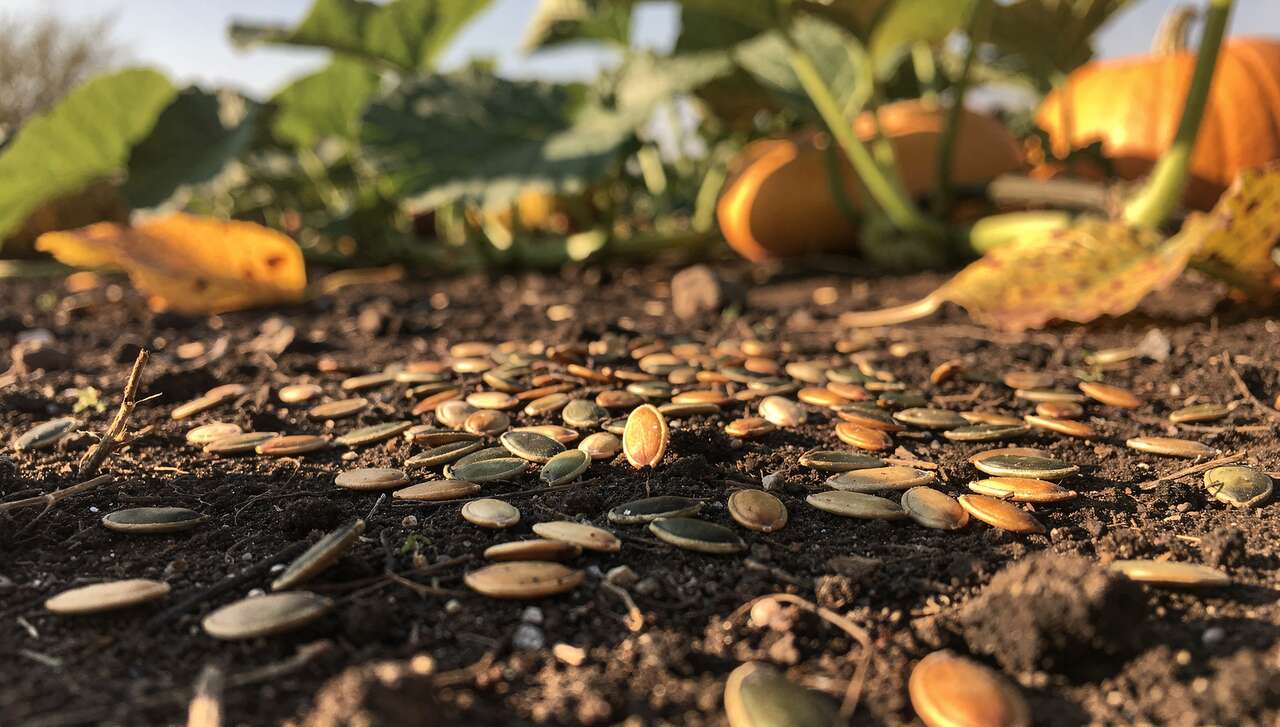 Récolter les graines de courge