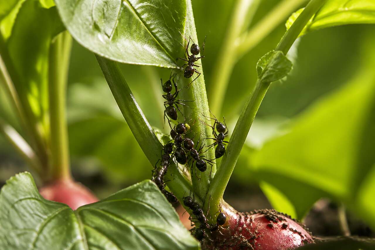 Le rôle bénéfique des fourmis au potager