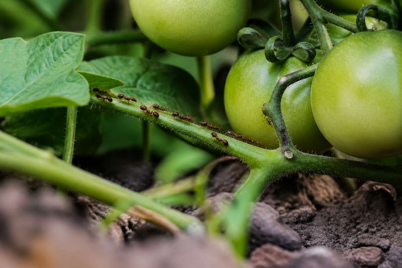 Quand les fourmis deviennent nuisibles : signes d'invasion