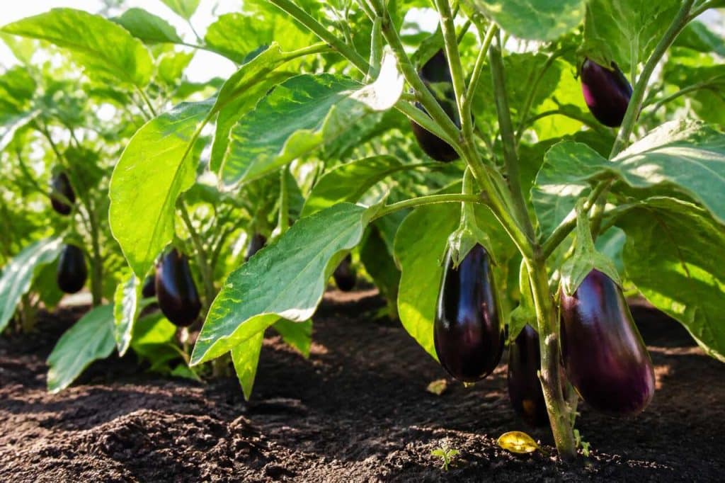 Comment cultiver des aubergines dans un jardin bio ?